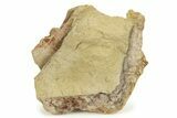 Fossil Dinosaur Bones in Sandstone - Wyoming #263710-1